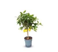 Sunny Tree - Citronnier grand 90 centimètres - Citrus Limon - Arbre fruitier - Endroits ensoleillés - Fructification - Citronnier de 3 ans
