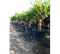 Sunny Tree - Citronnier vert - 30 ans - Citrus Latifolia - Agrume - Fruit - 180 centimètres - Produit de qualit