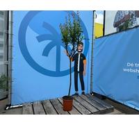 Sunny Tree - Grenadier - Punica granatum - Arbre fruitier - Plante d'extérieur - 160 cm