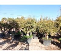 Sunny Tree Grenadier XXL 250 cm - Punica granatum, arbre fruitier de 70 ans, rustique, arbre méditerranéen XXL pour le jardin, la terrasse et le balcon, fruits comestibles