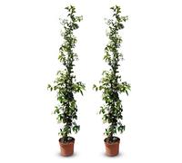 Sunny Tree - Jasmin de Toscane - Plante grimpante - 2 pcs - Plante d'extérieur - Résistant jusqu'à -18 - Trachelospermum Jasminoides - 160 cm