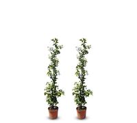 Sunny Tree - Jasmin de Toscane - Plante grimpante - 2 pcs - Plante d'extérieur - Résistant jusqu'à -18 - Trachelospermum Jasminoides - 120 cm