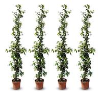 Sunny Tree - Jasmin de Toscane - Plante grimpante - 4 pcs - Plante d'extérieur - Résistant jusqu'à -18 - Trachelospermum Jasminoides - 160 cm
