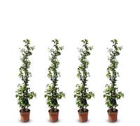 Sunny Tree - Jasmin de Toscane - Plante grimpante - 4 pcs - Plante d'extérieur - Résistant jusqu'à -18 - Trachelospermum Jasminoides - 120 cm