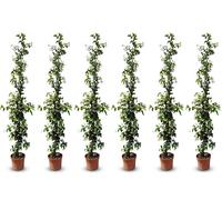 Sunny Tree - Jasmin de Toscane - Plante grimpante - 6 pcs - Plante d'extérieur - Résistant jusqu'à -18 - Trachelospermum Jasminoides - 160 cm