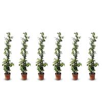 Sunny Tree - Jasmin de Toscane - Plante grimpante - 6 pcs - Plante d'extérieur - Résistant jusqu'à -18 - Trachelospermum Jasminoides - 120 cm