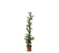 Sunny Tree - Jasmin de Toscane - Plante grimpante - Plante d'extérieur - Résistant jusqu'à -18 - Trachelospermum Jasminoides - 120 cm