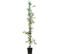 Sunny Tree - Jasmin de Toscane - Plante grimpante - Plante d'extérieur - Résistant jusqu'à -18 - Trachelospermum Jasminoides - 160 cm