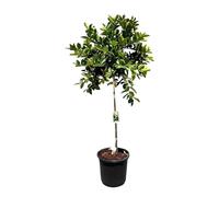 Sunny Tree - Limettier - 8 ans - Citrus Latifolia - Plante d'agrumes - 160 centimètres - Marchandise A