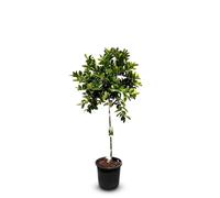 Sunny Tree - Limettier grand 150 centimètres - Citrus Aurantifolia - Arbre fruitier - Endroits ensoleillés - Fructification - Limettier de 8 ans