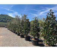 Sunny Tree - Magnolia grandiflora « Gallisoniensis » - 240 cm - Magnolia - Fleurs blanches - Plante de jardin - Arbre d'alignement élancé - Résistant au froid