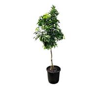 Sunny Tree - Mandarinier - Citrus Reticulata - 150 cm - arbre de 8 ans - arbre fruitier