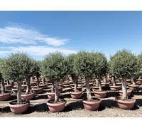 Sunny Tree - Olea Europea - Olivier résistant à l'hiver - Forme sphérique - 190 cm dans un pot décoratif - Olivier âgé de 45 ans - Fruitifère - Persistant - Résistant à l'hiver jusqu'à