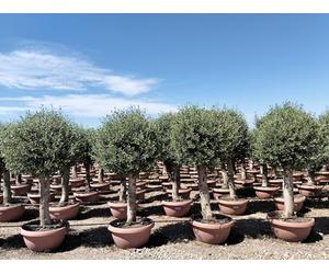 Sunny Tree - Olea Europea - Olivier résistant à l'hiver - Forme sphérique - 190 cm dans un pot décoratif - Olivier âgé de 45 ans - Fruitifère - Persistant - Résistant à l'hiver jusqu'à