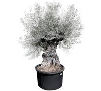 Sunny Tree - Olea Europea - Olivier rustique à feuilles persistantes Bonsai - 250 centimètres avec pot - 120 ans