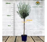 Sunny Tree - Olivier à haute tige 160 centimètres de haut - 10 ans - Olea europea - Résistant au froid jusqu'à -18 - Fructification - Arbre fruitier