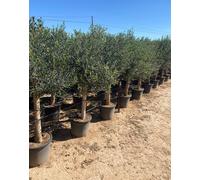 Sunny Tree - Olivier à haute tige 170 centimètres de haut - Olea europea - 25 ans - rustique jusqu'à -18 - fructification - arbre fruitier - Stan ensoleillé