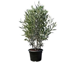 Sunny Tree Olivier Olea Europaea en forme d'arbuste - Buisson - Olivier à feuilles persistantes - Résistant au froid - 18 - Hauteur 140-160 cm avec pot