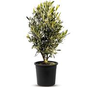 Sunny Tree - Olivier - Olea Europaea en forme d'arbuste - Hauteur env. 80-100 cm y compris le pot. - Résistant à l'hiver jusqu'à -18 - Persistant