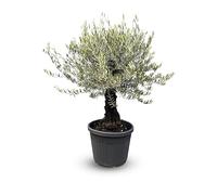 Sunny Tree « Olivier Olea Europaea Picual Mini Pata », 170 cm, avec pot, arbre méditerranéen pour balcon et jardin