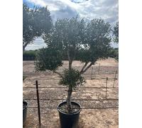 Sunny Tree - Olivier Olea europaea Pompon - âgé de 20 ans, 220 cm de haut, rustique, en forme de boule