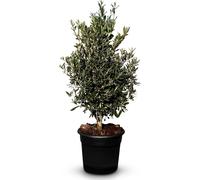 Sunny Tree - Olivier - Olea Europea en forme d'arbuste - Hauteur env. 100-120 cm y compris le pot. - Résistant à l'hiver jusqu'à -18 - Persistant