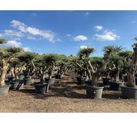 Sunny Tree - Olivier Pompon - 50 ans, 230 cm de haut, circonférence du tronc 50 cm, 170 L, qualité supérieure, résistant au froid