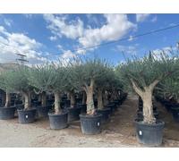Sunny Tree - Olivier ramifié - Olea Europaea Koroneiki - 130 L - Tronc lisse - hauteur env. 220 cm