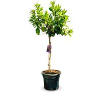 Sunny Tree - Oranger - Grand 150 centimètres - Citrus Sinensis - Arbre fruitier - Endroits ensoleillés - Fructification - Oranger de 8 ans