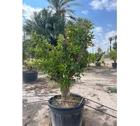 Sunny Tree - Oranger, ramifié, âgé de 50 ans - Citrus sinensis, circonférence du tronc 50-60 cm, hauteur 220 cm pot compris - Agrumier