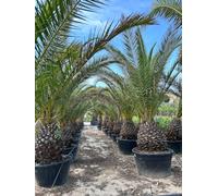 Sunny Tree Palmier dattier des Canaries Phoenix canariensis - Plante robuste et facile d'entretien pour l'intérieur et l'extérieur, hauteur 250 cm