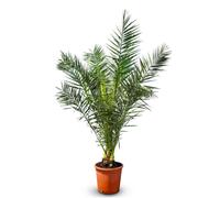 Sunny Tree - Palmier - Phoenix canariensis -160 centimètres - Palmier dattier des Canaries - Palmier pour l'intérieur et l'extérieur - Plantes exotiques