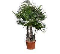 Sunny Tree - Palmier - Trachycarpus Fortunei à trois troncs - Palmier chinois en éventail - Palmier chanvre - 220-240 cm pot inclus - Résistant au froid jusqu'à -18 °C