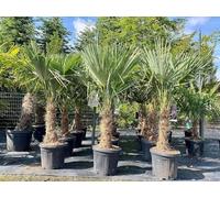 Sunny Tree - Palmier - Trachycarpus Fortunei - Palmier éventail chinois - palmier chanvre - Palm Arbre - 150 CM