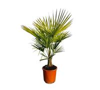 Sunny Tree - Palmier - Trachycarpus fortunei - Rustique jusqu'à -18 - Palmier chinois - Hauteur : 120 cm