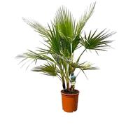 Sunny Tree - Palmier - Washingtonia Robusta - Multi-tronc - 140-160 centimètres avec pot - Palmier éventail mexicain