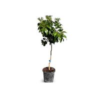 Sunny Tree - Pamplemousse - Citrus Paradisi - Agrumier - Arbre fruitier - 8 ans - 160 centimètres