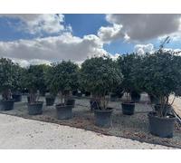 Sunny Tree - Photinia Fraseri Red Robin - Arbre parachute à plusieurs troncs - 220 cm - Persistant, résistant au froid, plante de jardin et en pot haut de gamme