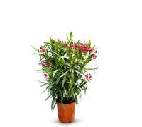 Sunny Tree - Plante - Laurier-rose- Nerium Oleander - Hauteur 80-100 cm - Couleur rouge - Plante d'extérieur