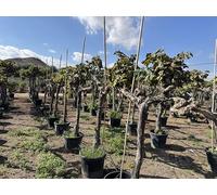 Sunny Tree - Vitis vinifera « Red Globe » - vigne, 200 cm, pot de 45 L, résistante au froid, pour emplacement ensoleillé, plante premium en pot pour jardin, terrasse et balcon