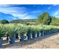 Sunny Tree Yucca Rostrata Blue Blue - Palmlellie - 100 cm - Plante résistante à l'hiver jusqu'à -20 °C - Idéal pour le jardin et la terrasse