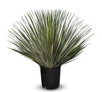 Sunny Tree - Yucca Rostrata - Palmier - 70 centimètres - Palmier résistant à l'hiver - Lys de palmier