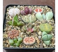 SUNNYPLANTS - Collection Lithops & Mesembs - Pierres Précieuses Vivantes, Mélange de Plantes Succulentes Mini, Pierres Vivantes, Mini Plantes (10)