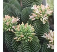 SUNNYPLANTS - Crassula Buddha's Temple Plante Succulente, Boutures, 2 à 3 cm