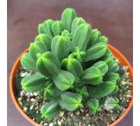SUNNYPLANTS - Crassula Pyramidalis Plante Succulente, Boutures, 2 à 4 cm, Culture Biologique