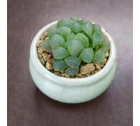 SUNNYPLANTS - Haworthia cooperi truncata, Haworthia obtusa, Haworthia, boutures Haworthia, plantes succulentes, graines de plantes succulentes, boutures de plantes succulentes, plantes grasses,