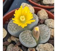 SUNNYPLANTS - Lithops Localis - Pierres Vivantes, Plantes Succulentes Rares, 1 cm de Diamètre