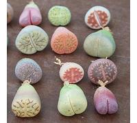SUNNYPLANTS - Mélange de Plantes Lithops Bébé, Lithops Rares, Succulentes, Pierres Vivantes, Plantes Colorées, Cadeaux de Plantes (20)