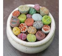 Sunnyplants - Mélange de Plantes Lithops - Lithops Rares, Succulentes, Pierres Vivantes, Plantes Colorées, Cadeaux de Plantes (20)