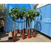 Sunnytree - Figuier - Arbre fruitier - Ficus Carica - Figue douce comestible - 160 cm - Résistant au froid jusqu'à -18